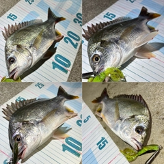 キビレの釣果
