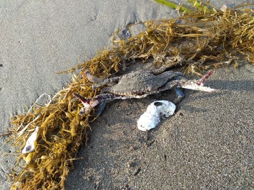 ワタリガニの釣果