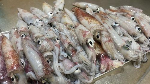 ケンサキイカの釣果