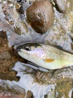 ニジマスの釣果