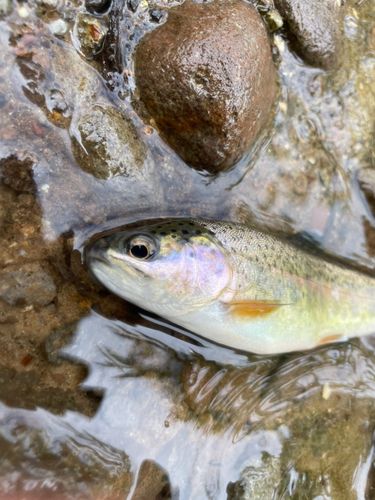 ニジマスの釣果