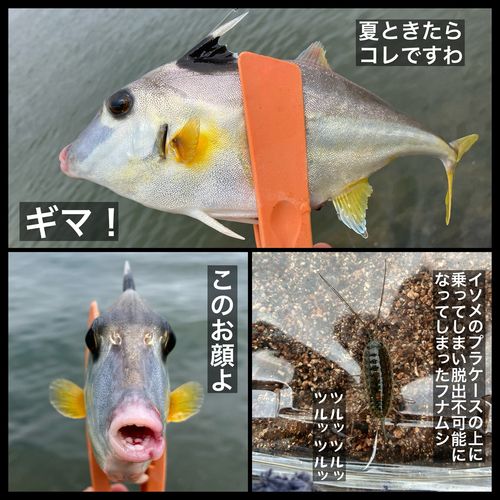 ギマの釣果