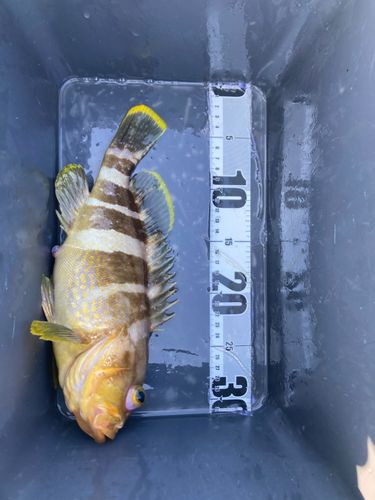 アオハタの釣果
