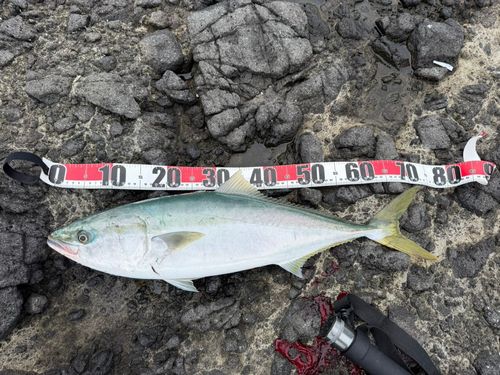 ワラサの釣果