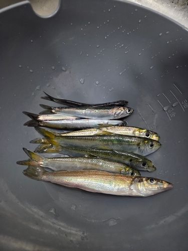 シロギスの釣果