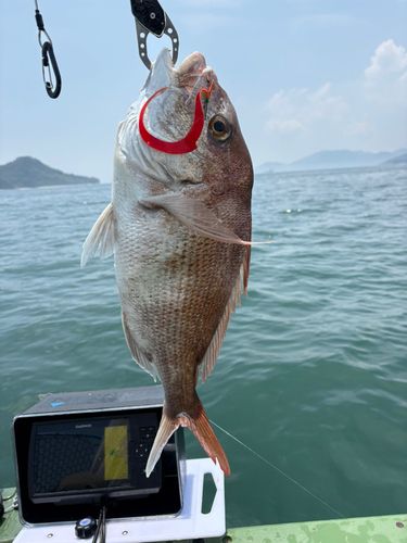 マダイの釣果