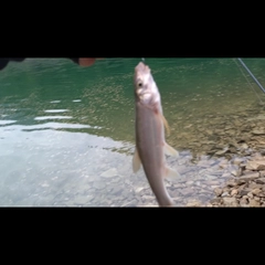 ウグイの釣果