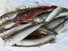 シロギスの釣果