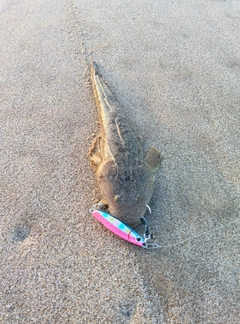 マゴチの釣果