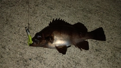 メバルの釣果