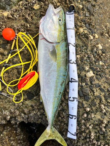ハマチの釣果