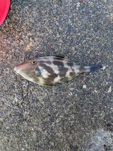 ウマヅラハギの釣果