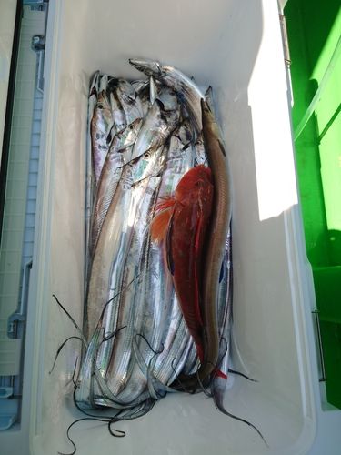 タチウオの釣果
