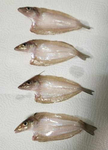 シロギスの釣果