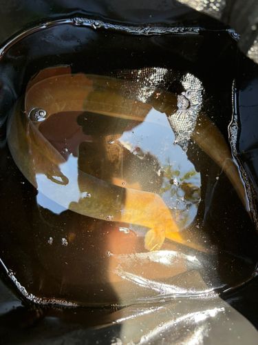 ニホンウナギの釣果