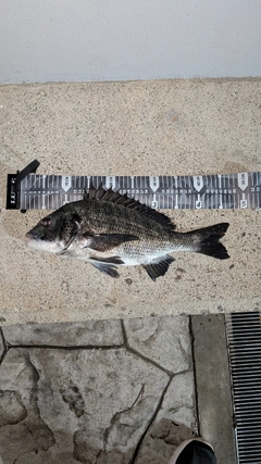 クロダイの釣果