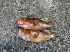 キジハタの釣果