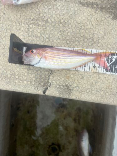 イトヨリダイの釣果