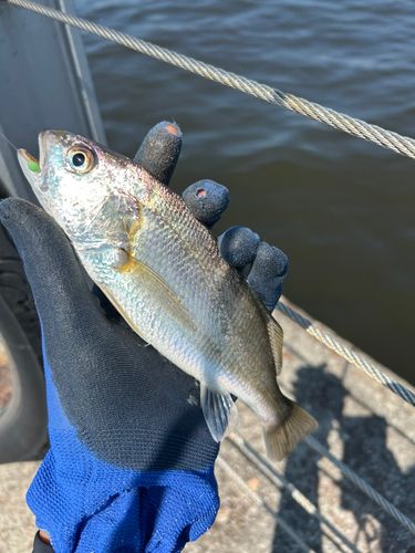 シログチの釣果