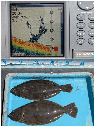 ヒラメの釣果