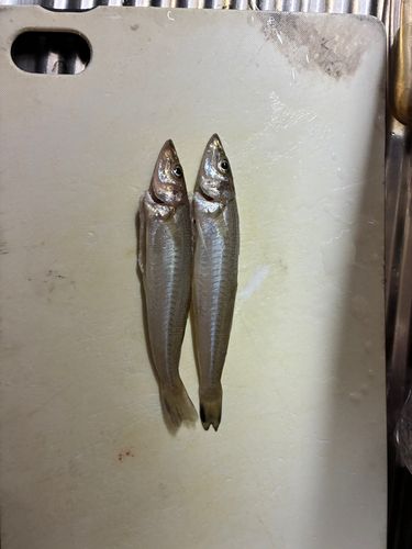 キスの釣果