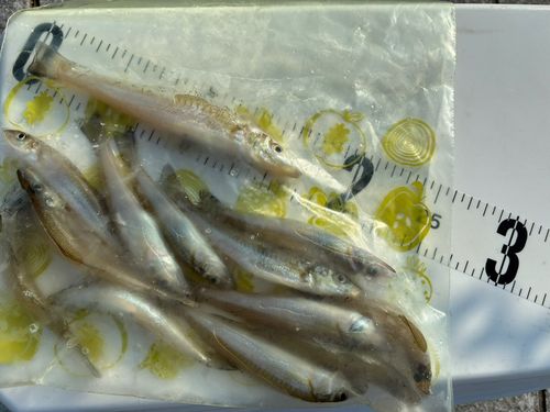 キスの釣果
