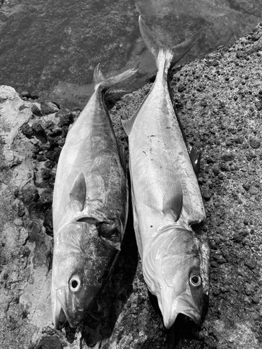 ヒラマサの釣果