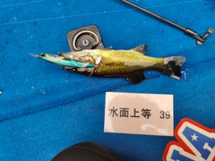 ブラックバスの釣果