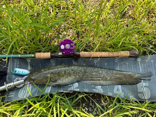 ナマズの釣果