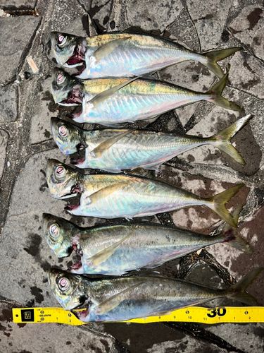 アジの釣果
