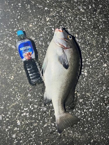 クロコショウダイの釣果