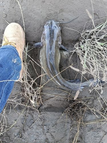アメリカナマズの釣果
