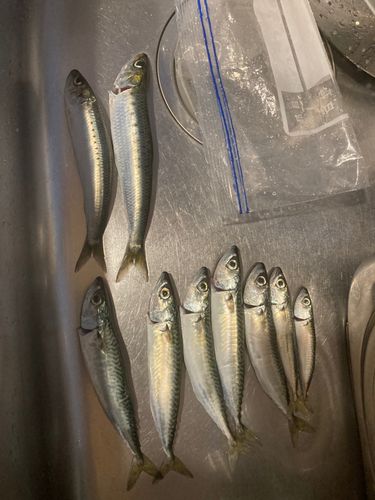 マイワシの釣果