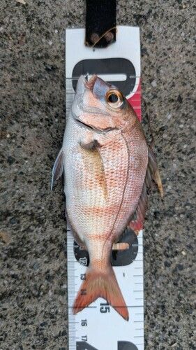 チャリコの釣果