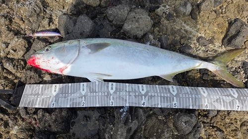 ブリの釣果