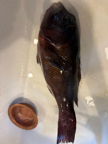コブダイの釣果