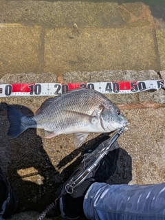 キビレの釣果