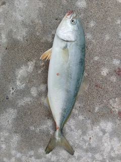 ワカシの釣果