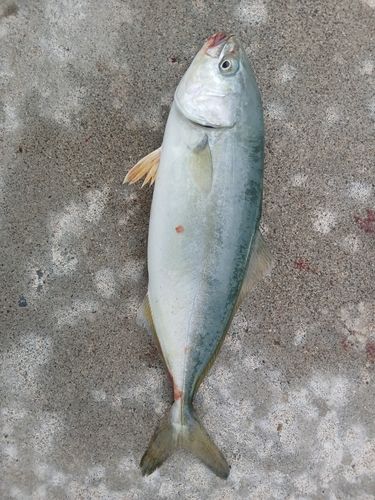 ワカシの釣果