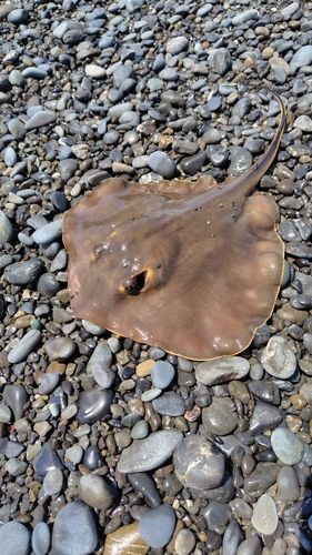 アカエイの釣果
