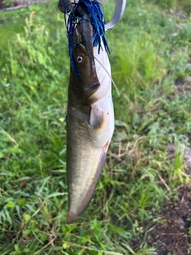 ナマズの釣果