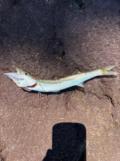 カマスの釣果