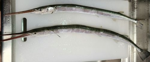 ダツの釣果