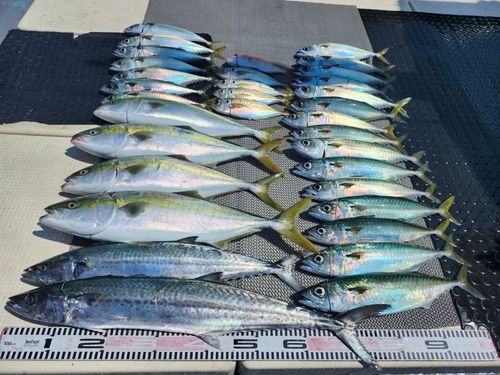 ハマチの釣果