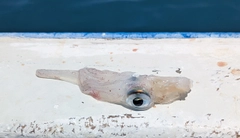 マルイカの釣果