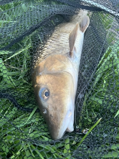 ニゴイの釣果