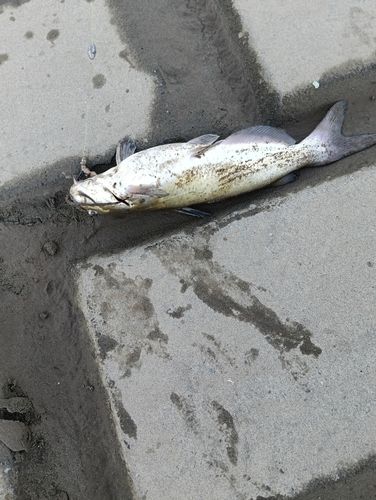 アメリカナマズの釣果