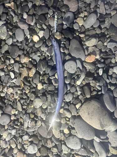 タチウオの釣果