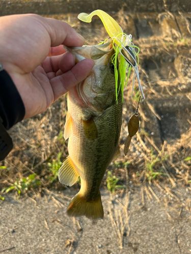 ラージマウスバスの釣果