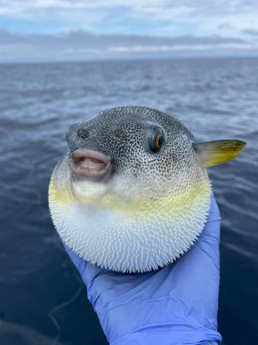 ゴマフグの釣果